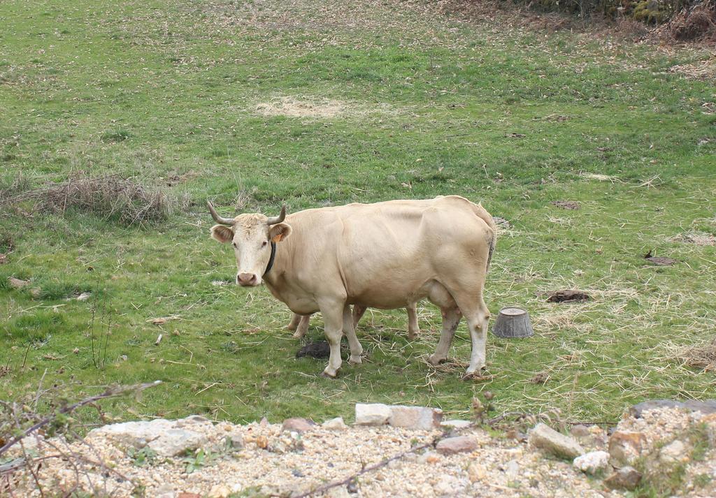 Casa Rural La Calzada El Payo Buitenkant foto